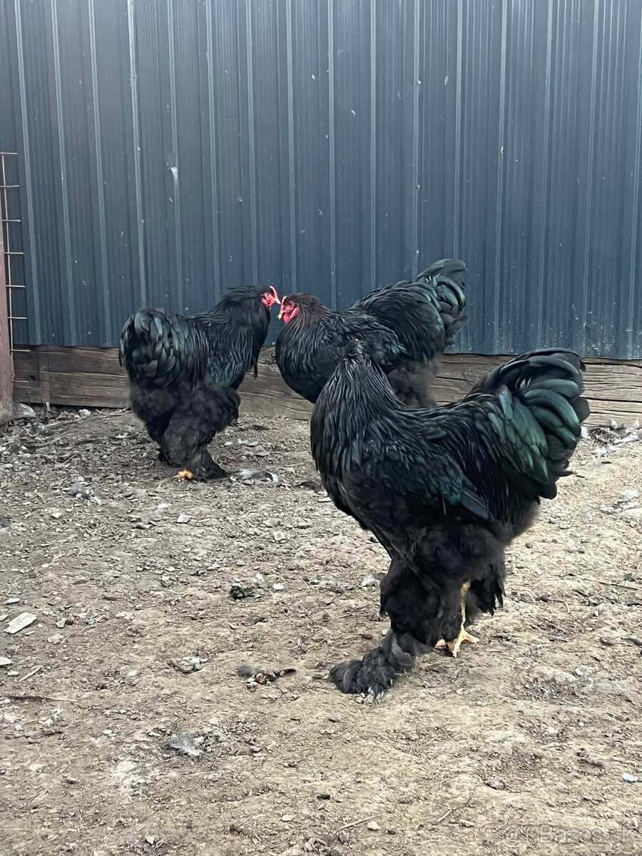 Brahmanka veľká čierna - 9