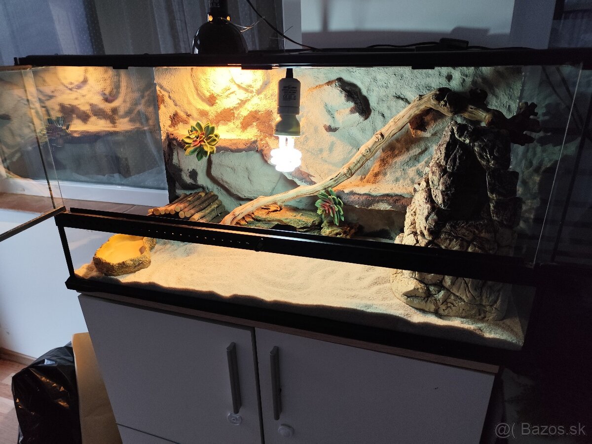 Agama bradatá s terariom Exo terra - 9
