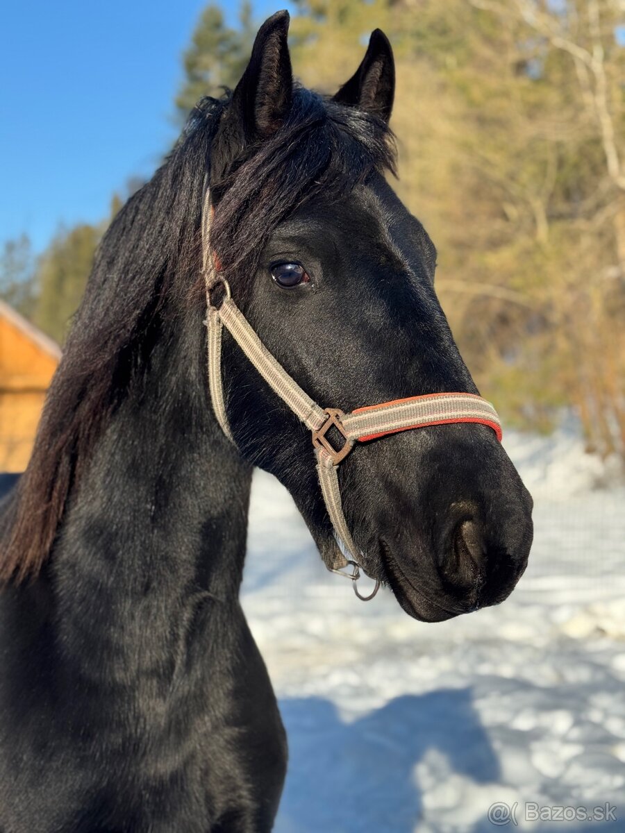 Frízsky žrebec - 9