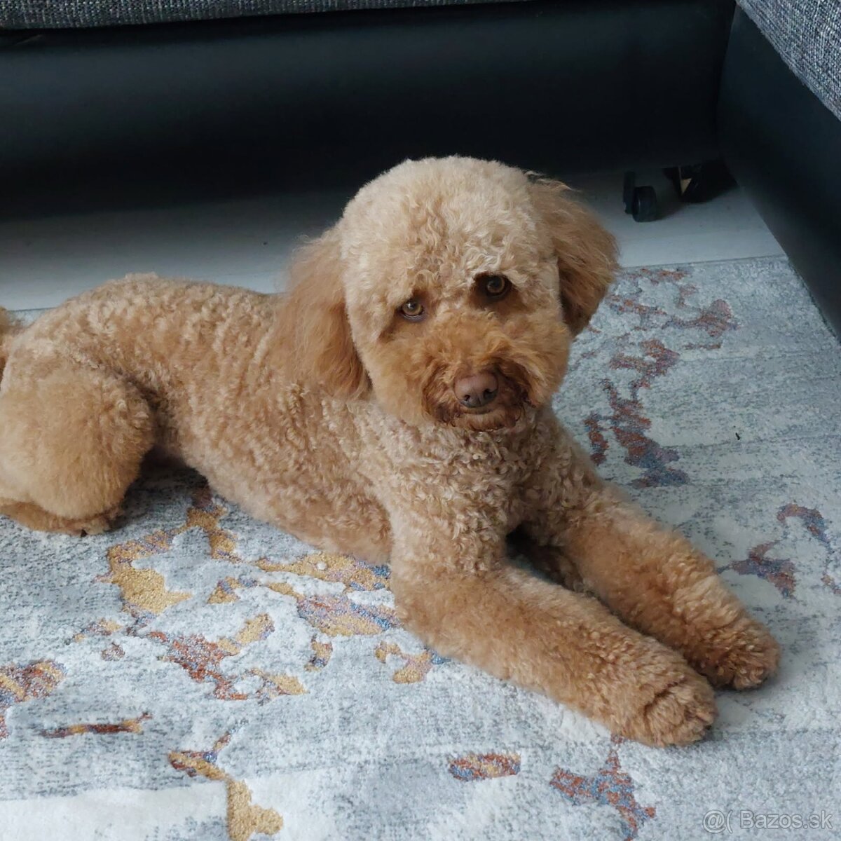 Pudel trpasličí - 9