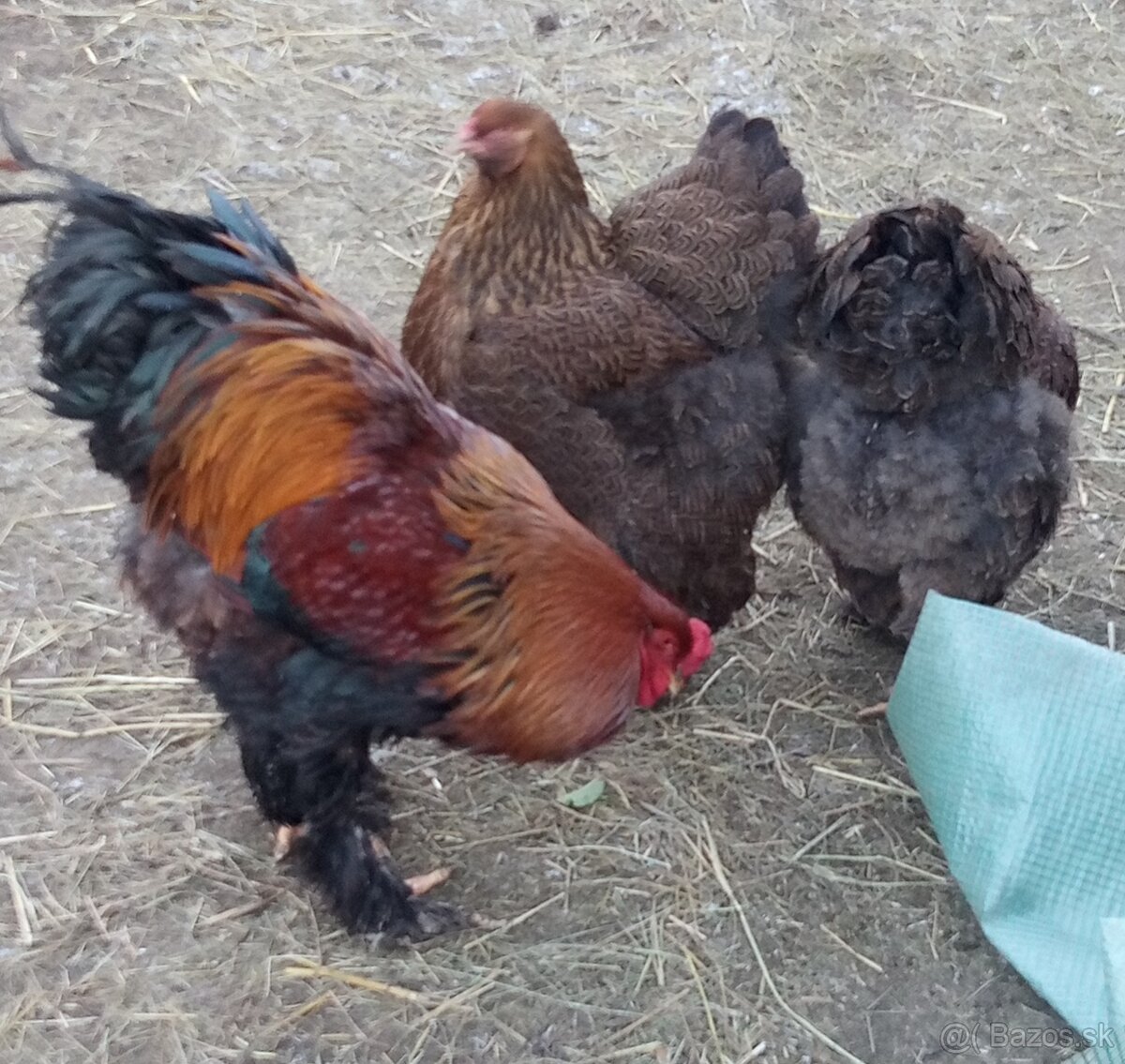 NB Brahma jarabičia 1,50€ - 9