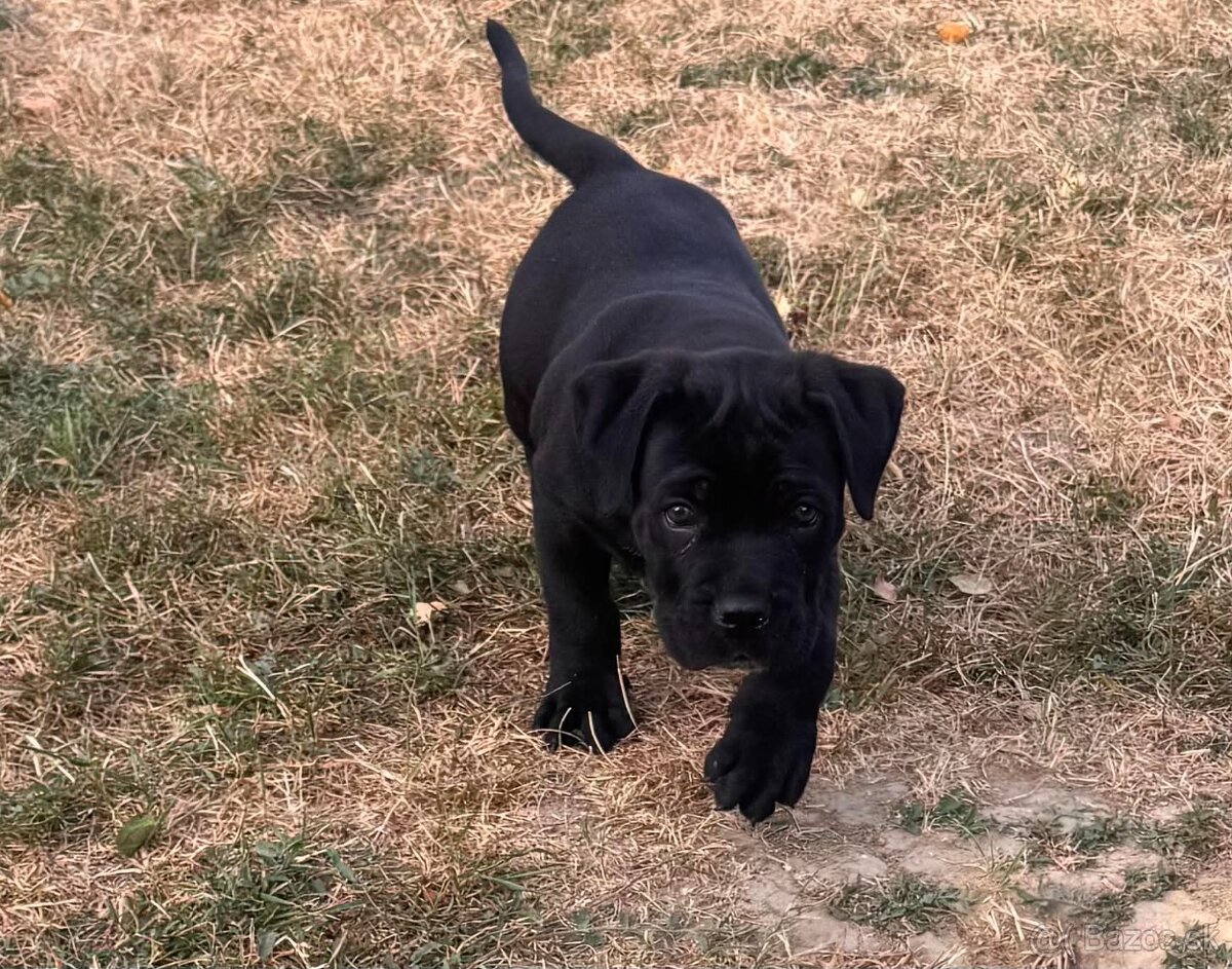 Cane corso - 9