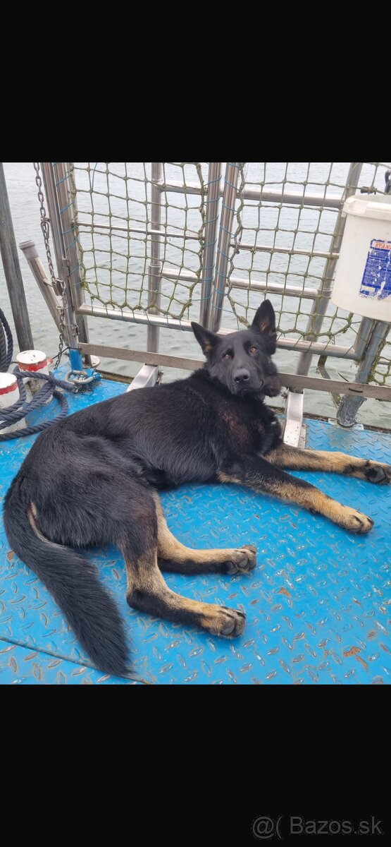 Nemecký ovčiak - štenatá - 9