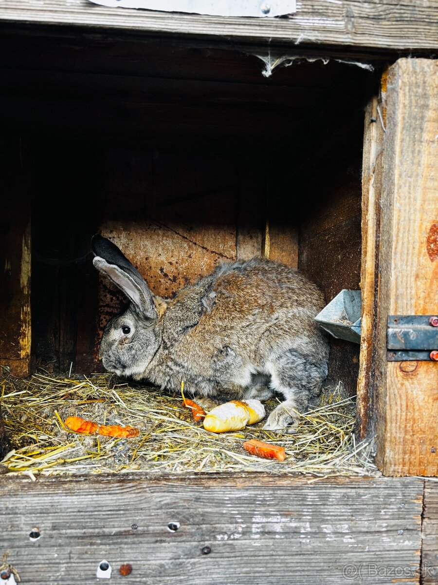 Zajace - 9