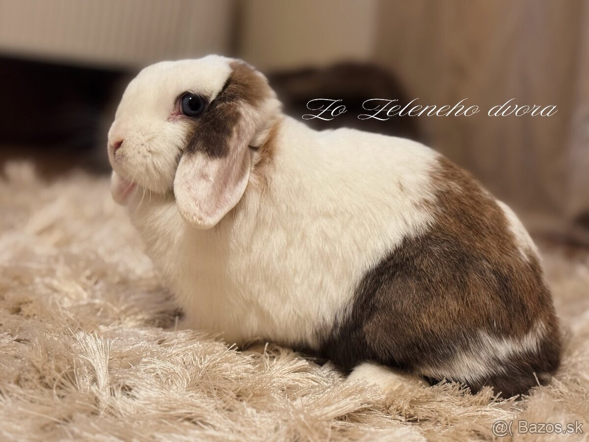 🤎 minilop králiky s vp 🧸 - 9