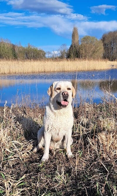 Labrador štěňátka s PP - 9