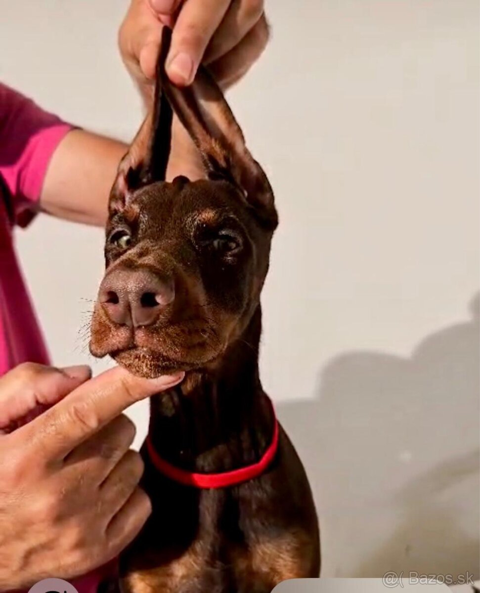 Doberman TOP šteniatka - 9