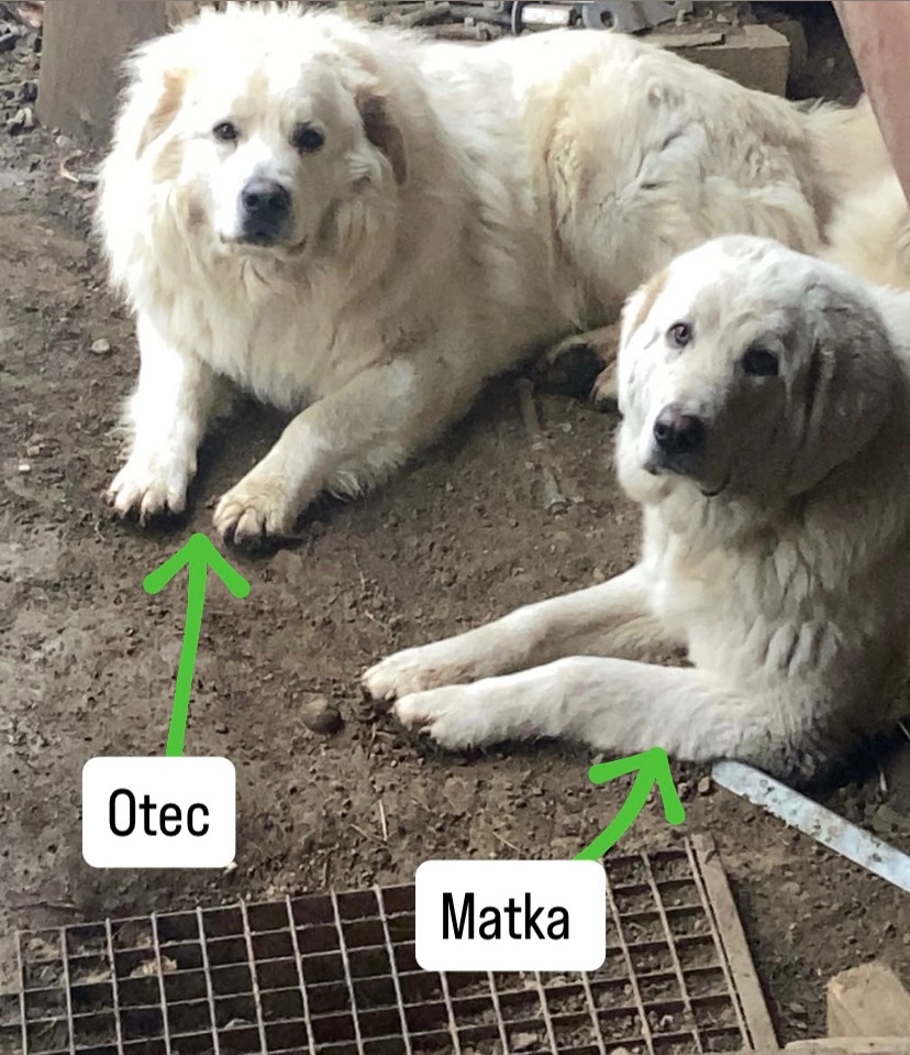 Slovenský čuvač - 9