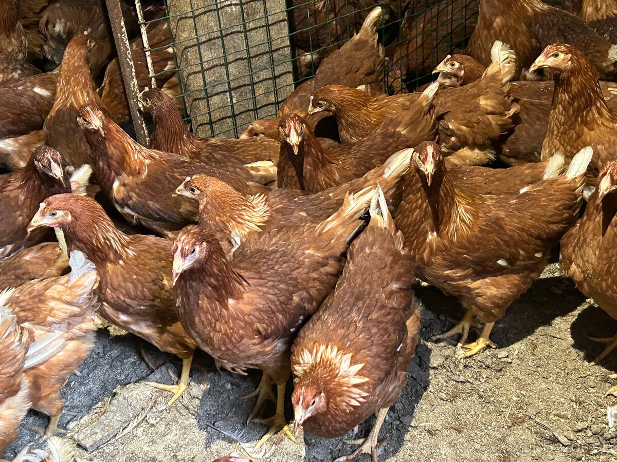 Sliepky Mládky Nosnice Lohman - 9