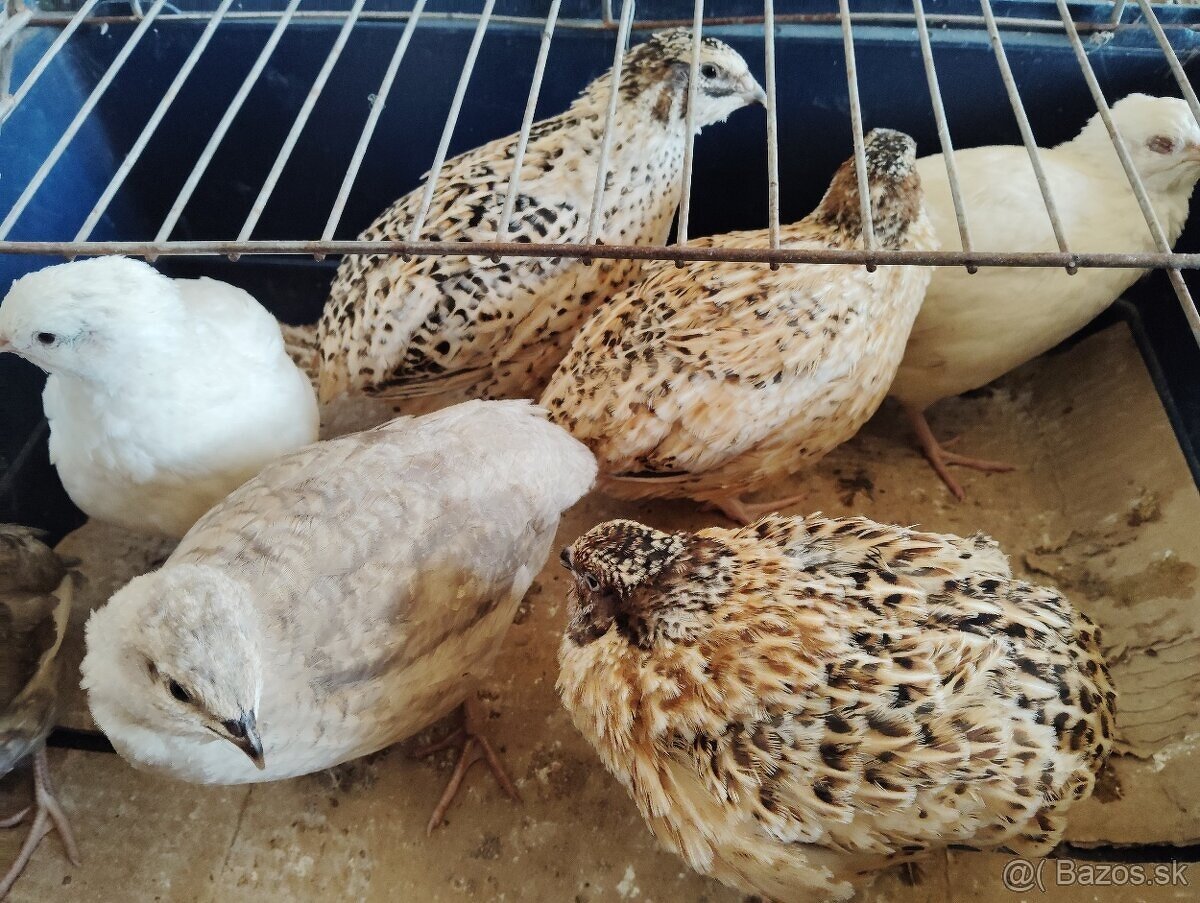 Predám japonské prepelice - 9