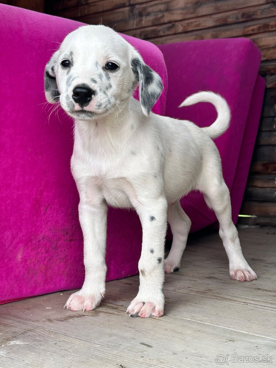 Darujem šteniatko - 9