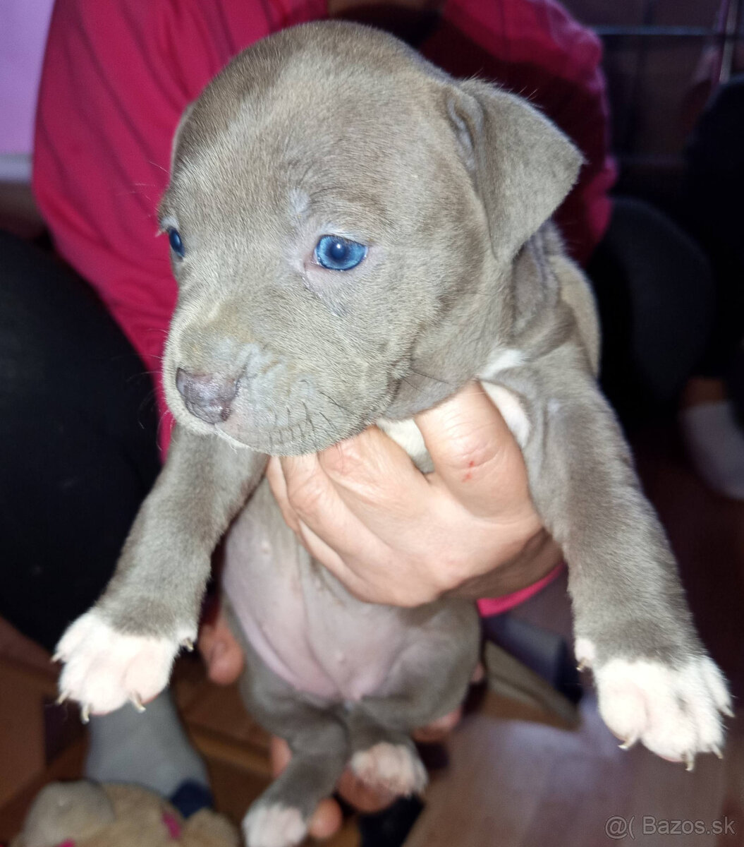 americky staforshier terrier - 9