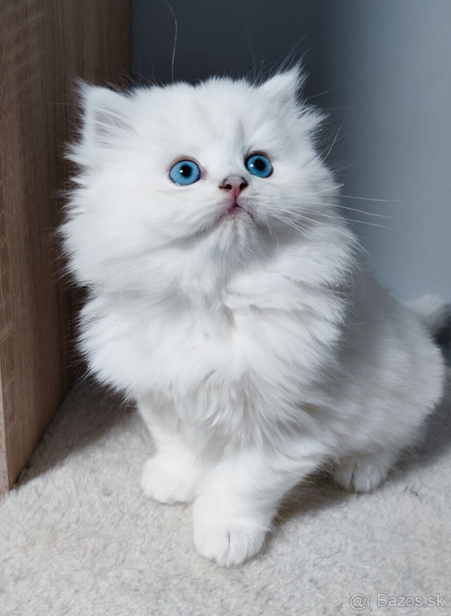 Britské mačiatka s PP na Vianoce❣️ - 9