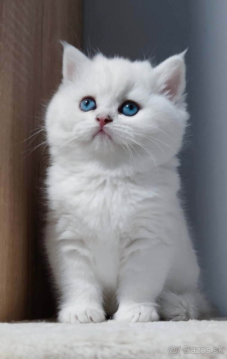 Britské mačiatka s PP ❣️ - 9