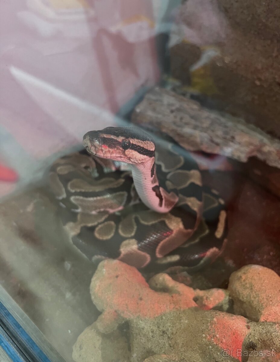 Pyton + terárium - 9