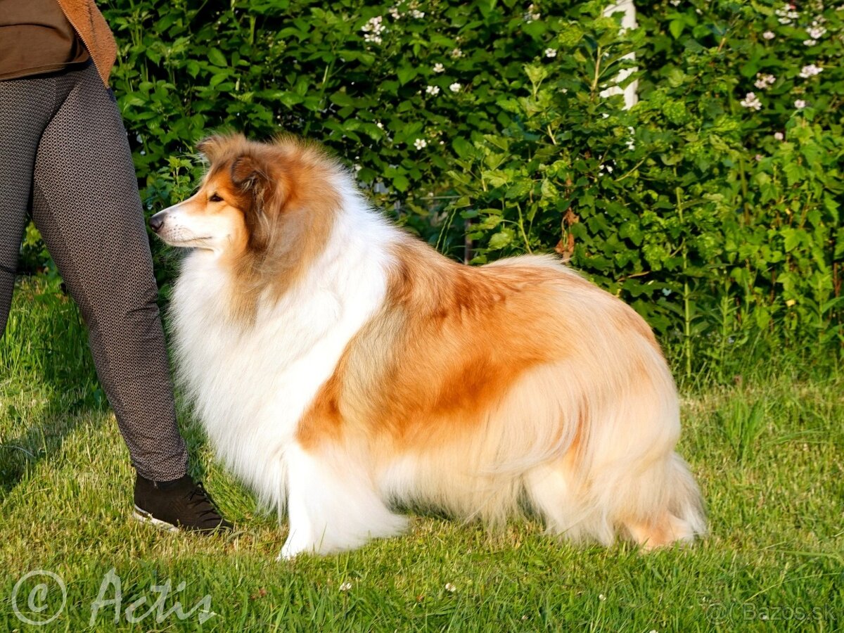 Kólia dlhosrstá s PP - 9