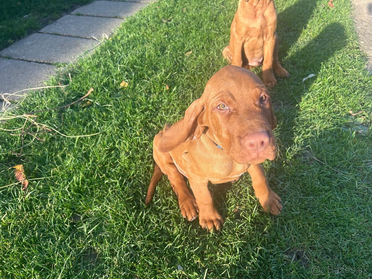 Maďarská vyžla - 9