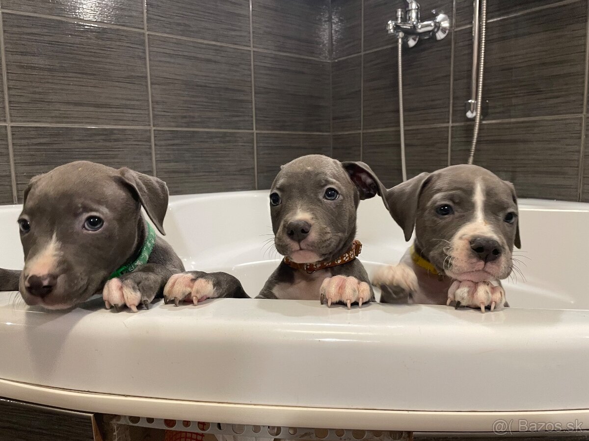 Americky Staford - 9