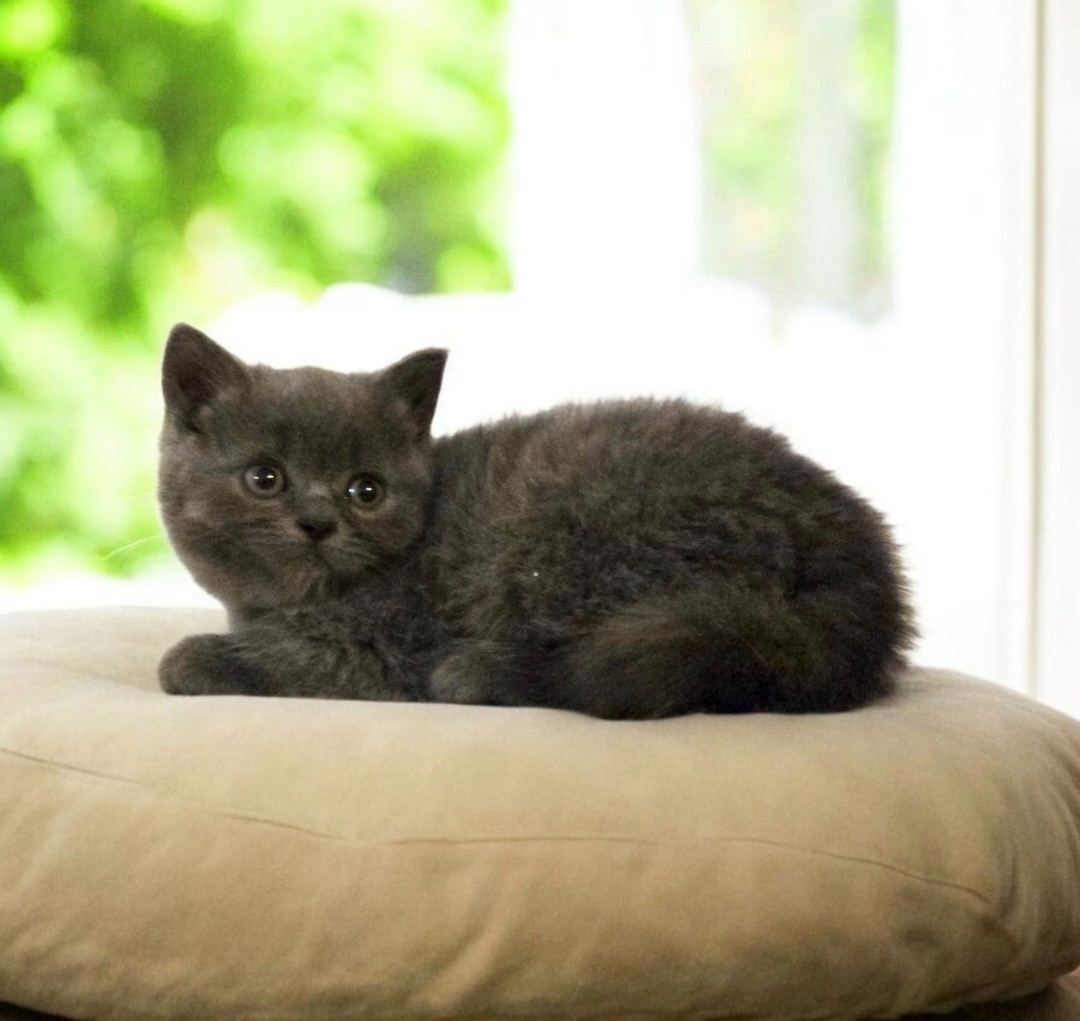 Britska macka s PP - 9