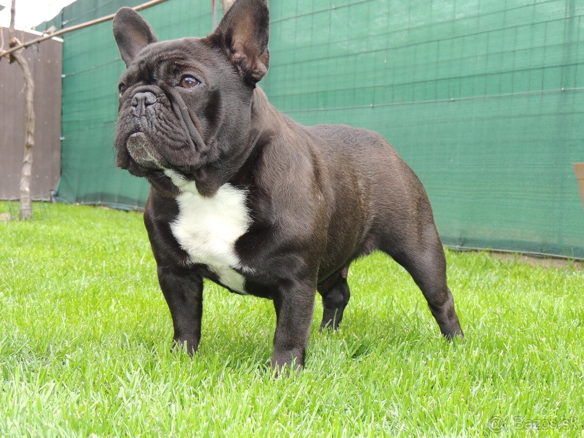 Francúzsky buldoček s PP. - 9