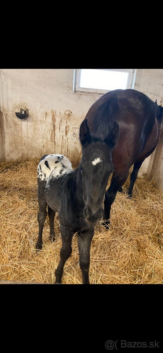prípúštanie Appaloosa žrebcom - 9