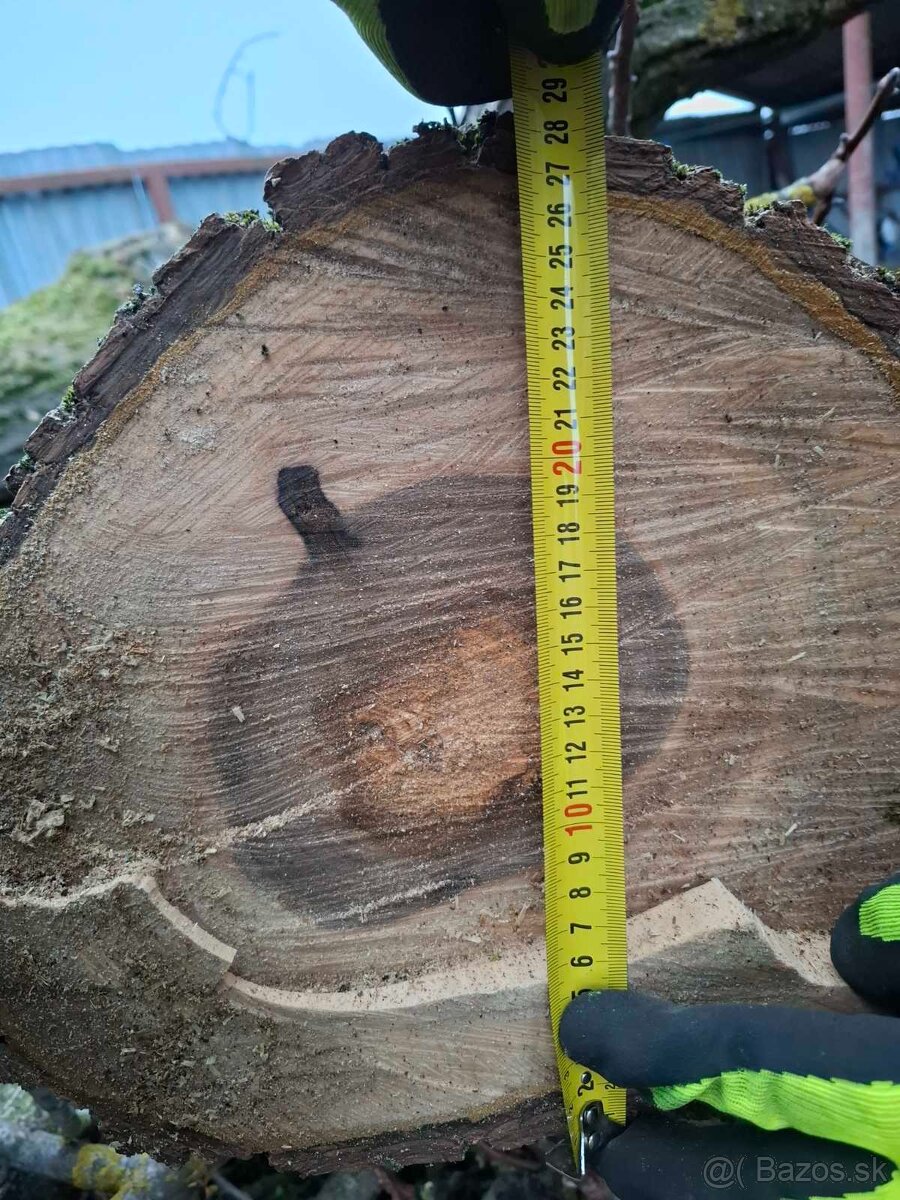 Orechové drevo – kvalitný, hrubý kmeň - 9
