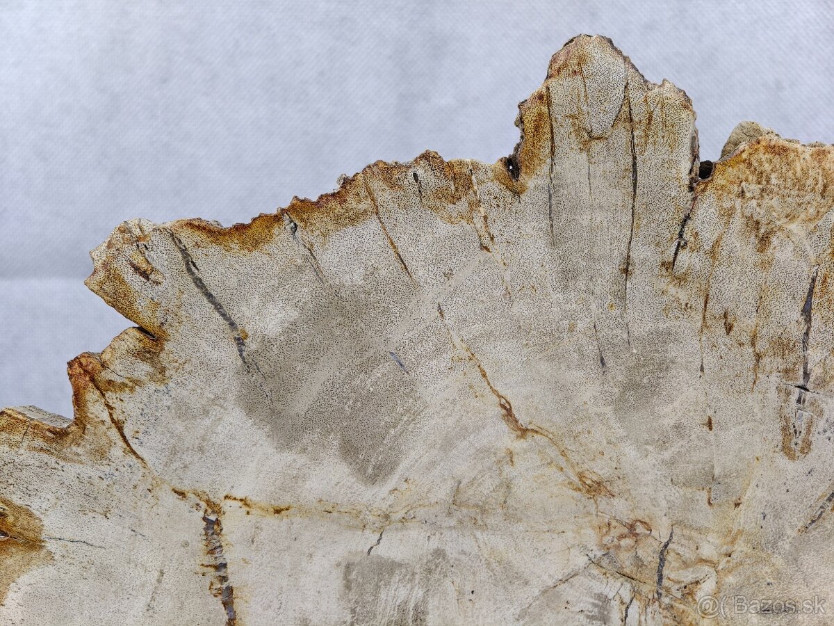 Výnimočný kus zkamenelého dreva – 23 mil rokov stará - 9