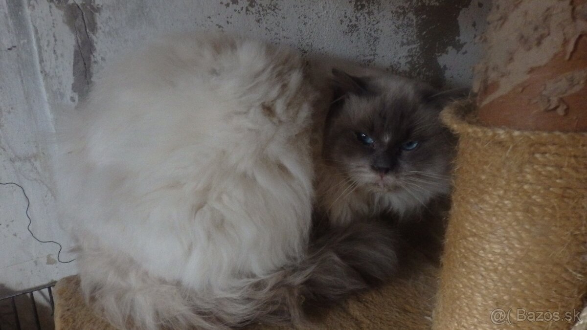ragdoll,radgoll na predaj len dospelé mačky - 9
