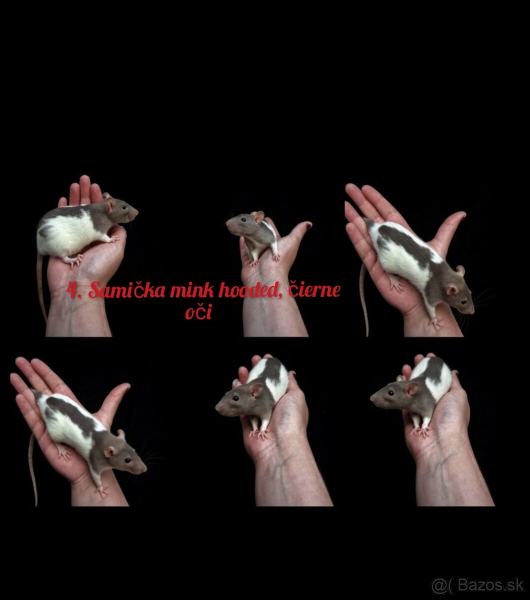Predám potkaniky dumbo - 9