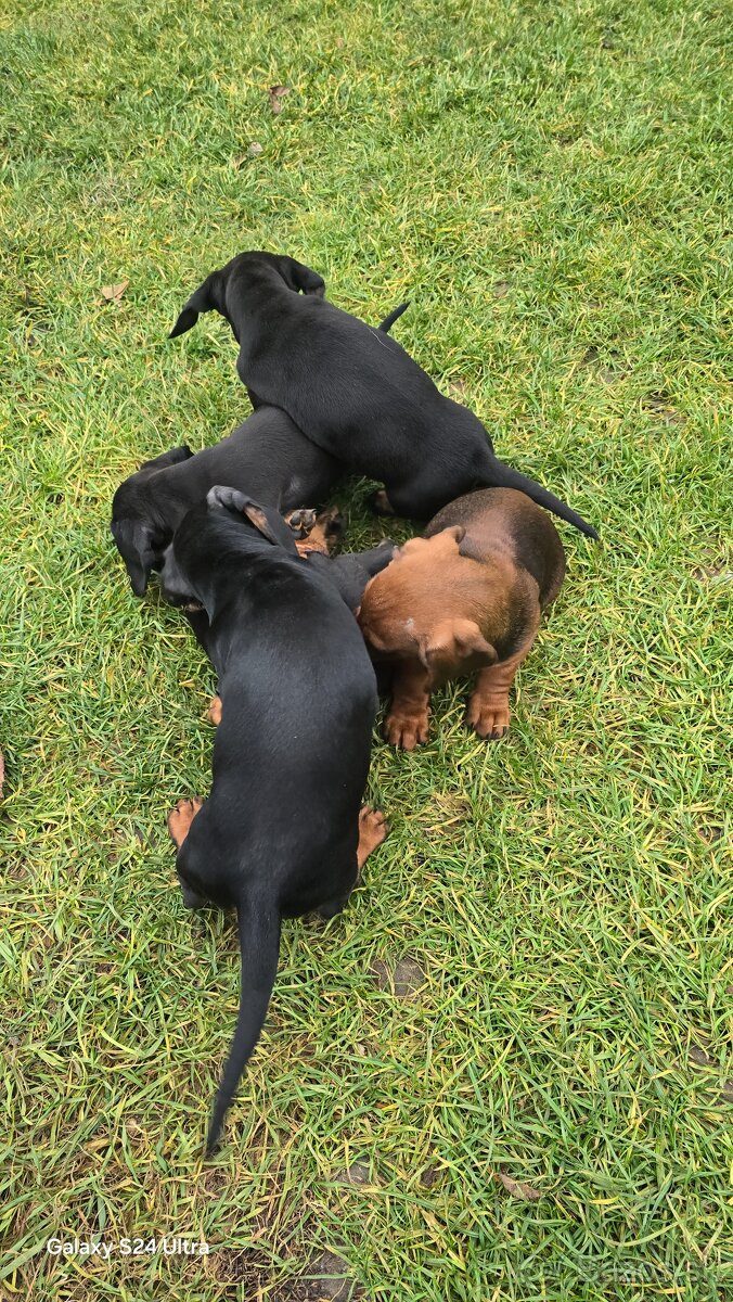 Jazvecik kratkosrsti. - 9