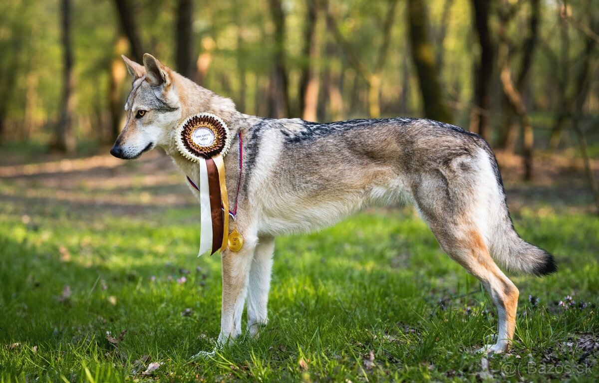 Československý vlčiak šteniatka s PP - 9