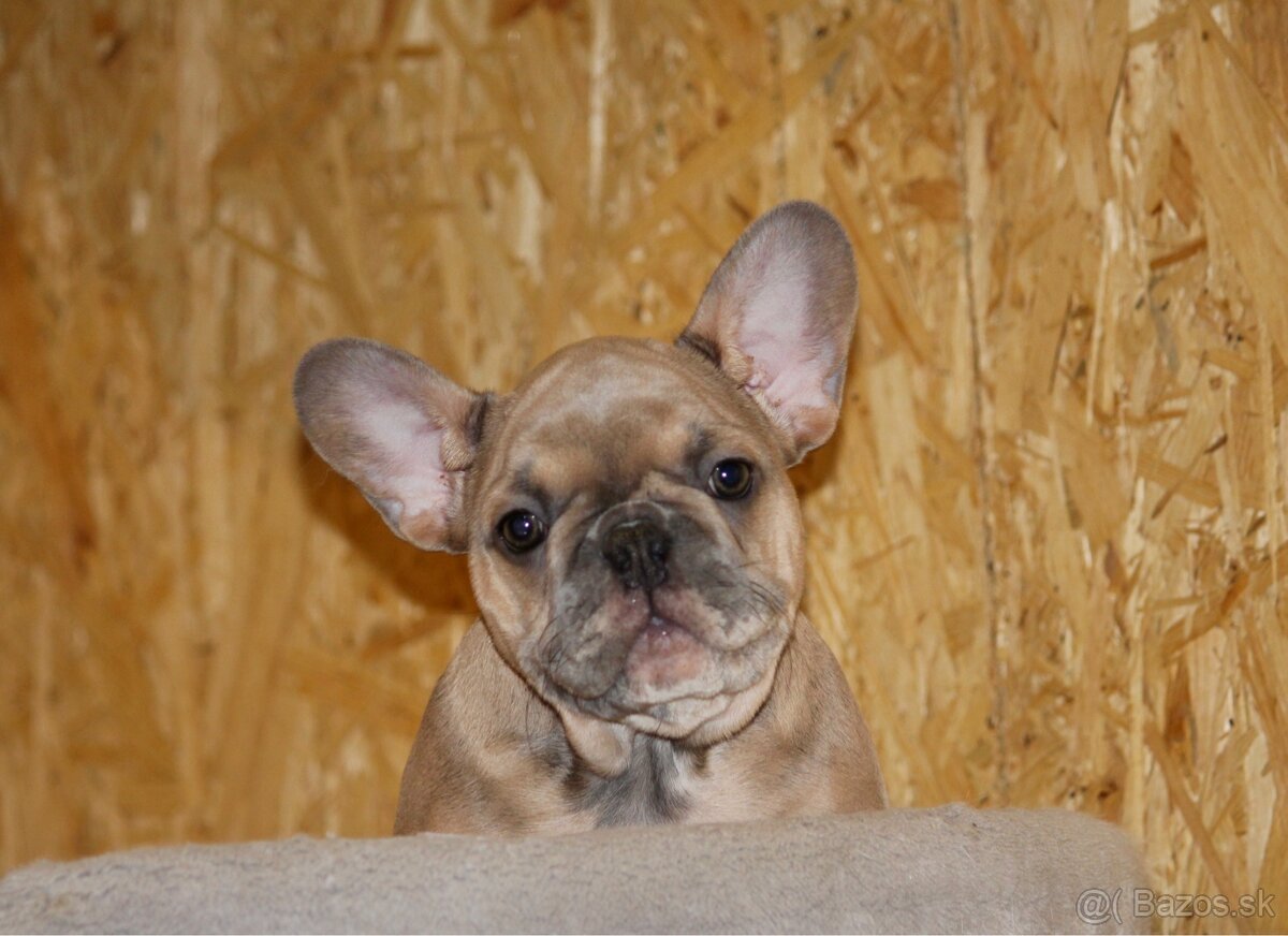Francúzsky buldoček s PP - 9
