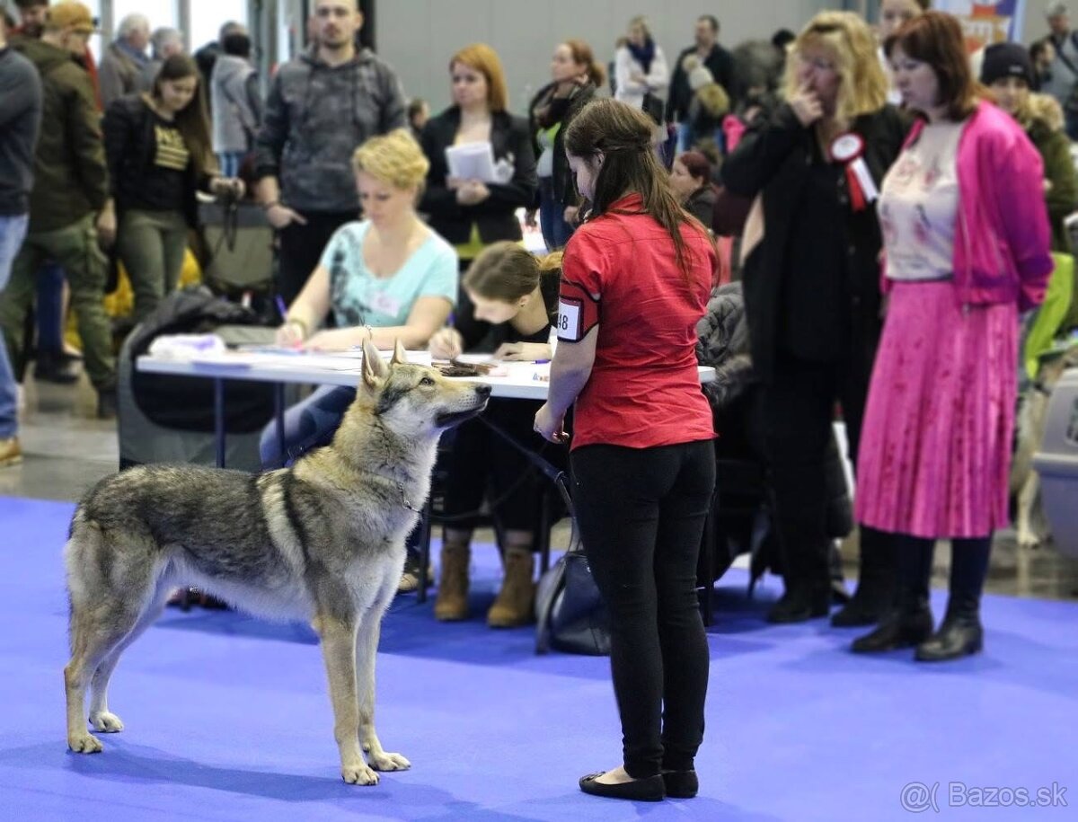 Československý vlčiak šteniatka s PP - 9