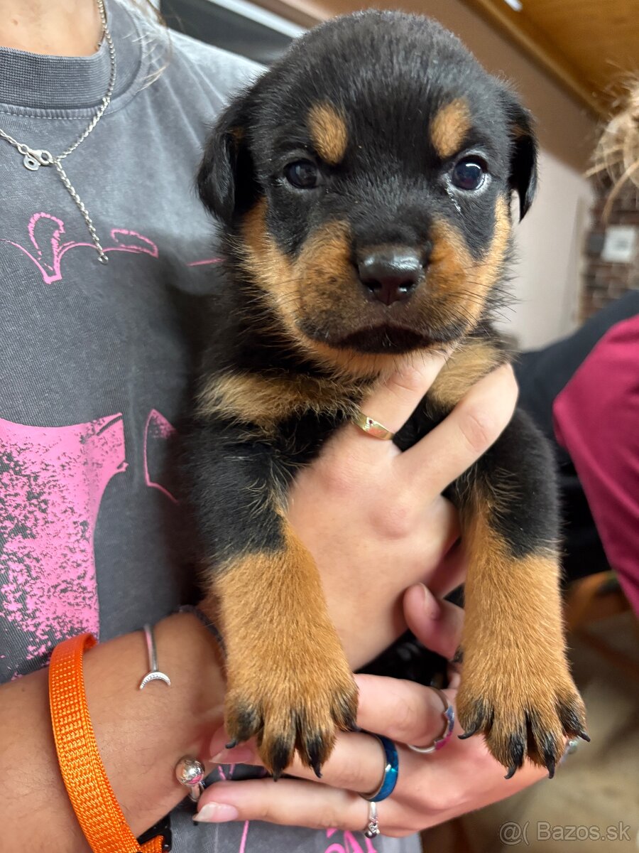 Predám rotvajlerov - 9