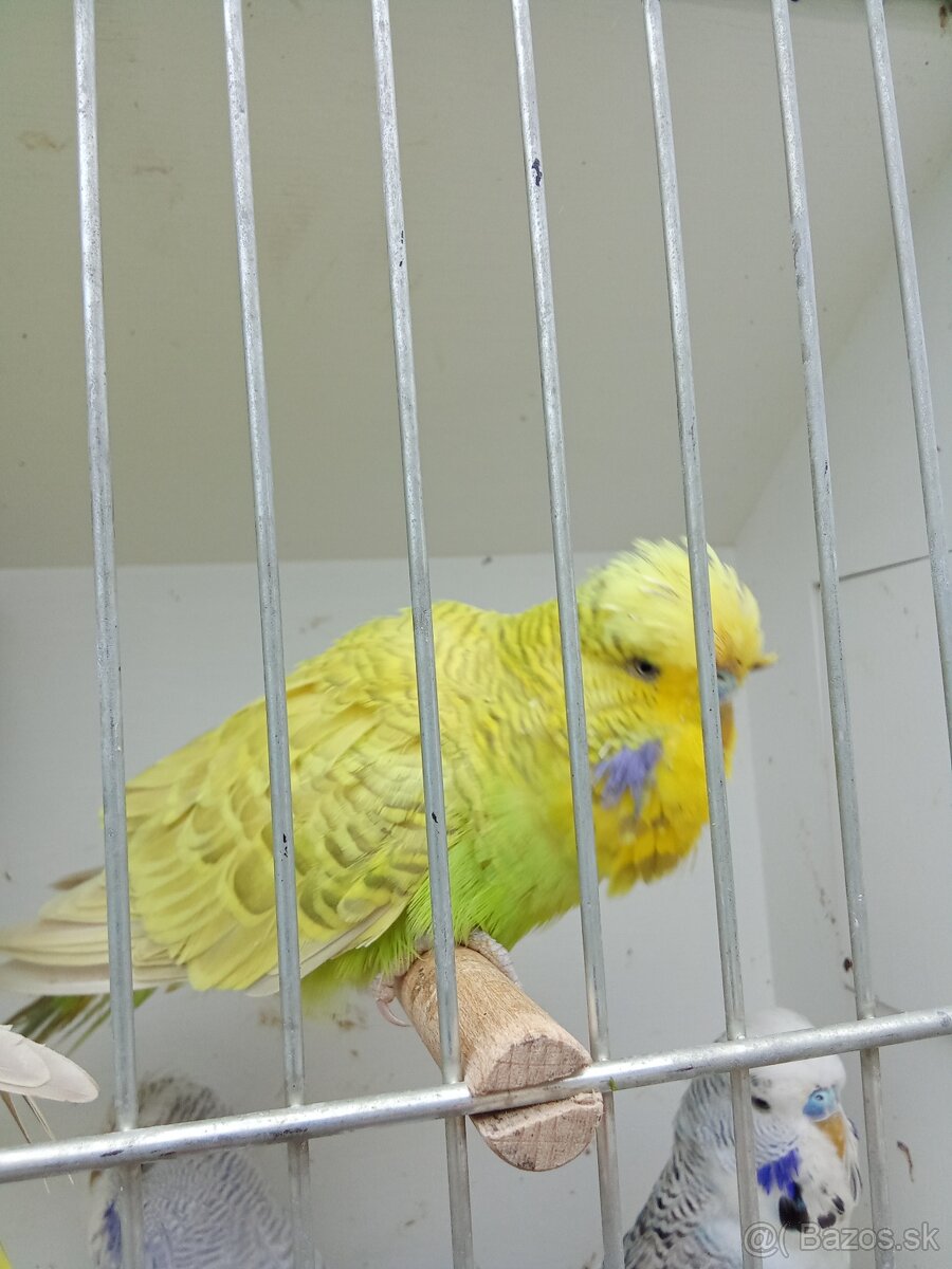 Vystavne andulky,duhove andulky - 9