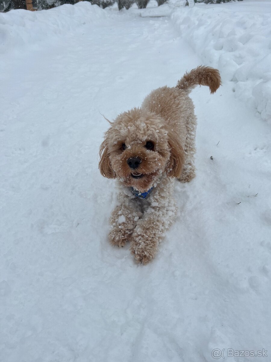 Cavapoo Max na krytie - 9