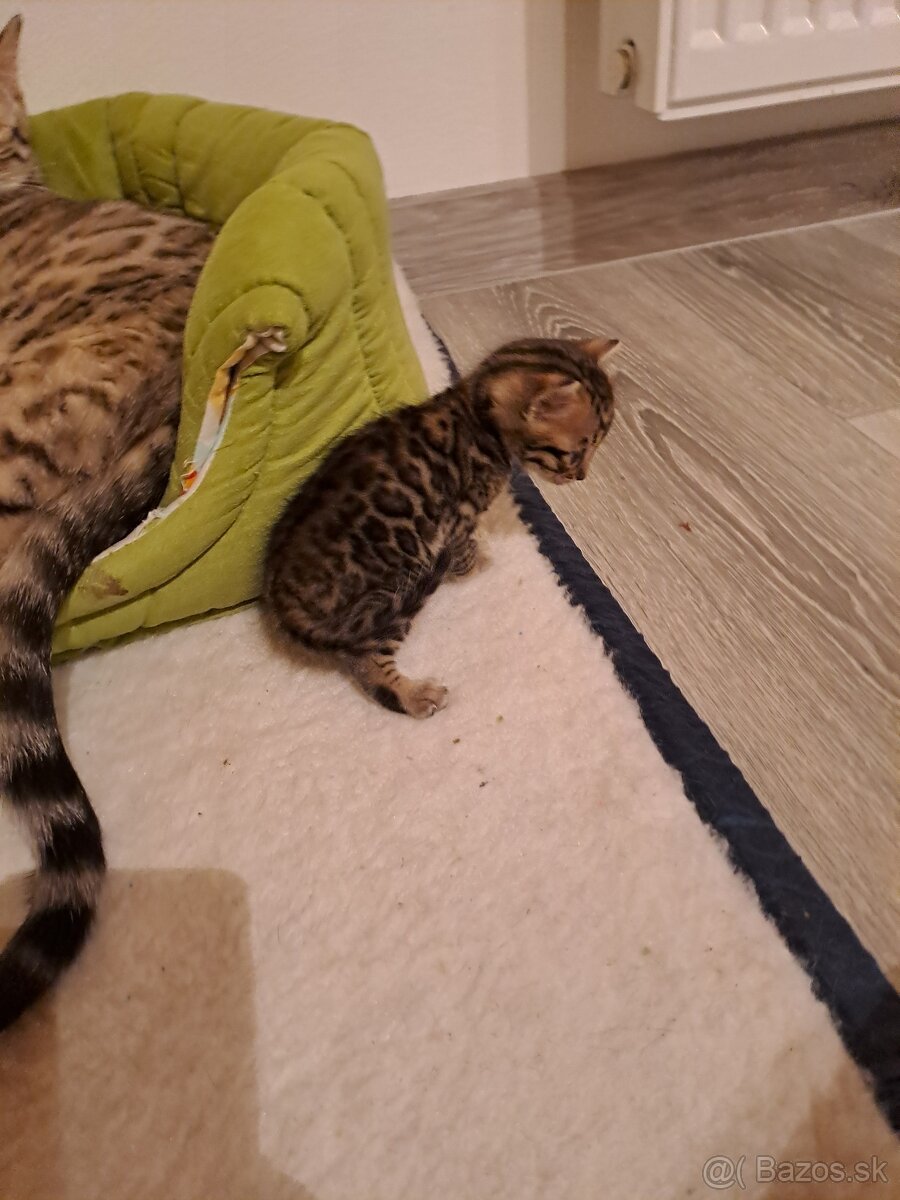 Bengalske maciatka s PP - 9