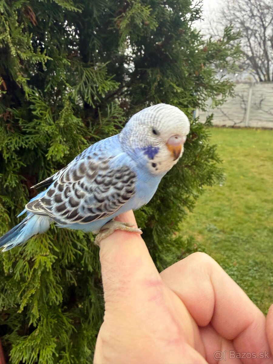 Andulka Maznačik krotká - 9