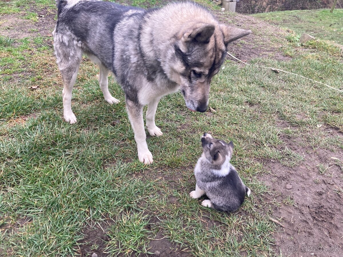 Západosibírska Lajka - 9