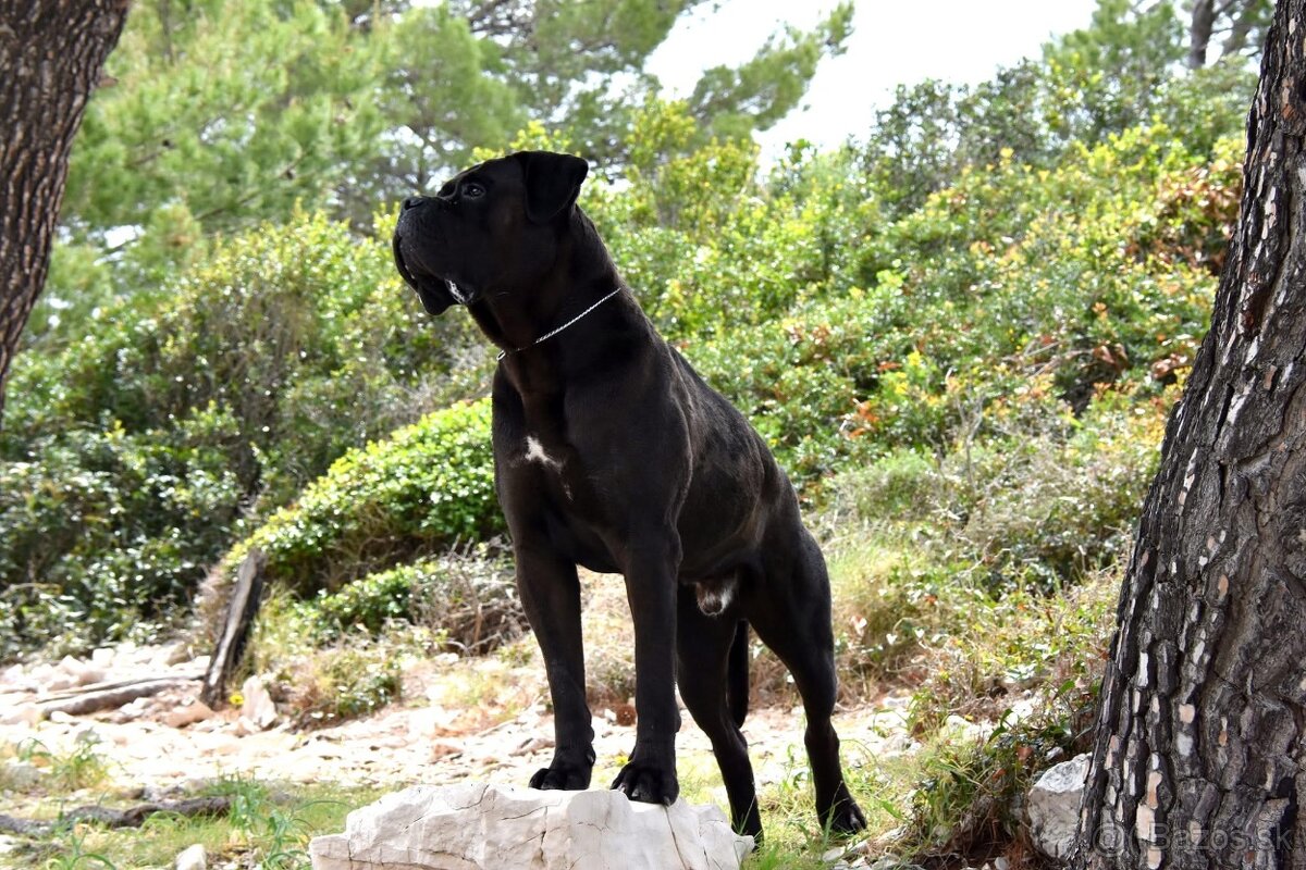Cane Corso s PP - 9