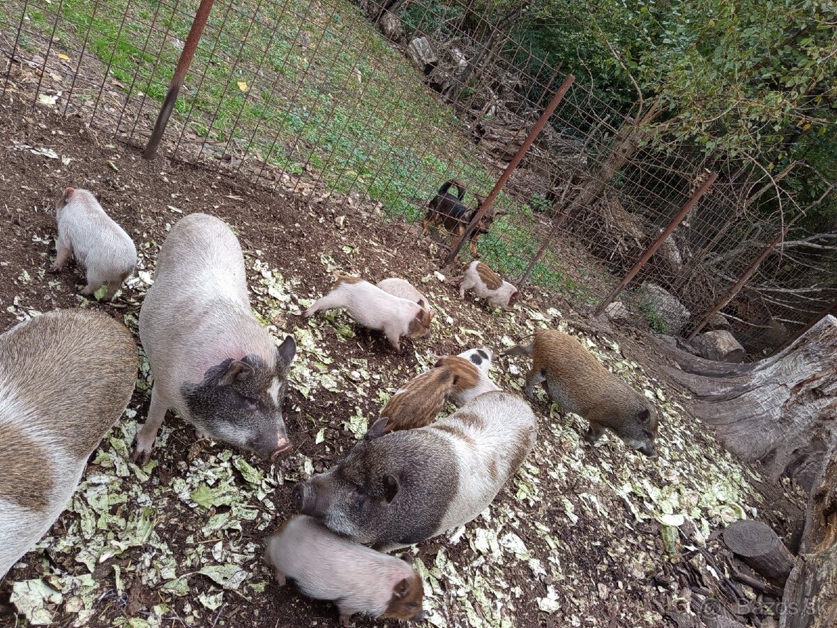 Vietnamské prasiatka 2 - 9