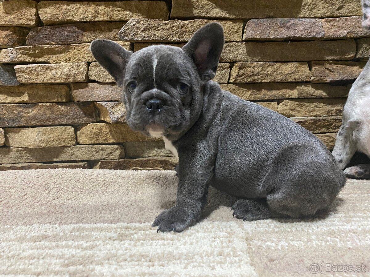 Francuzsky buldoček - 9