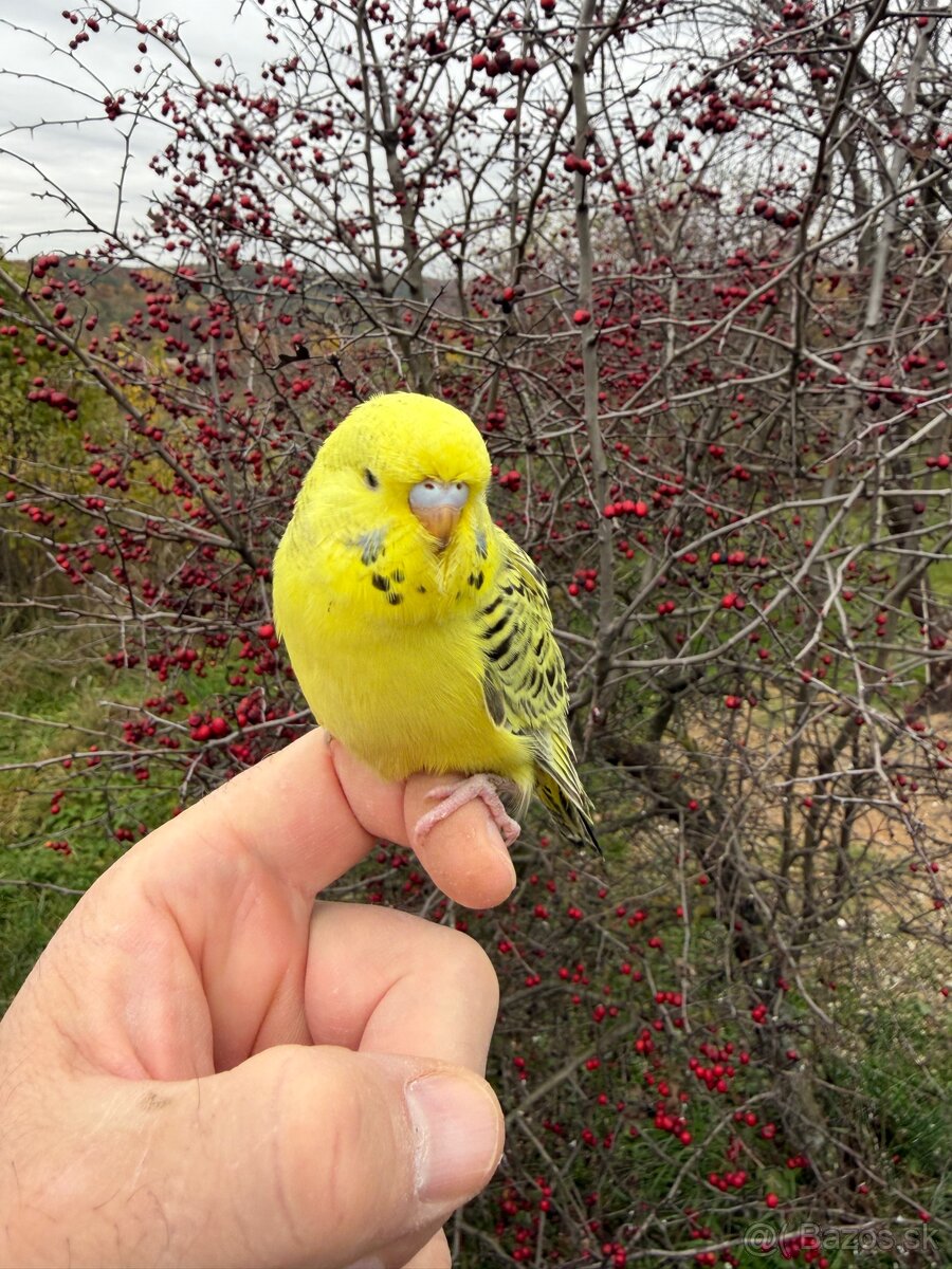 Andulky Maznačikovia krotke - 9