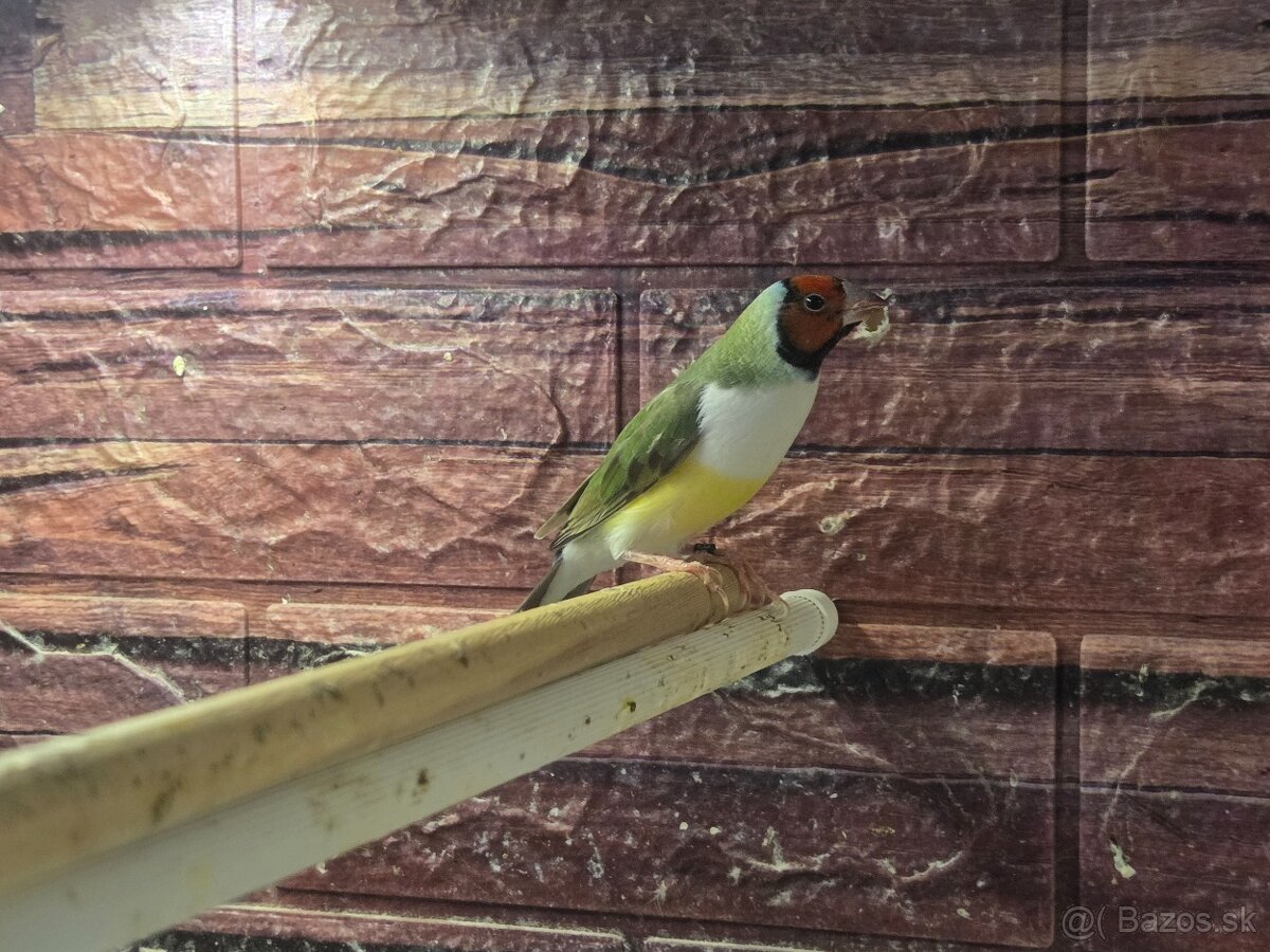 Amadina Gouldova - drobotina - 9