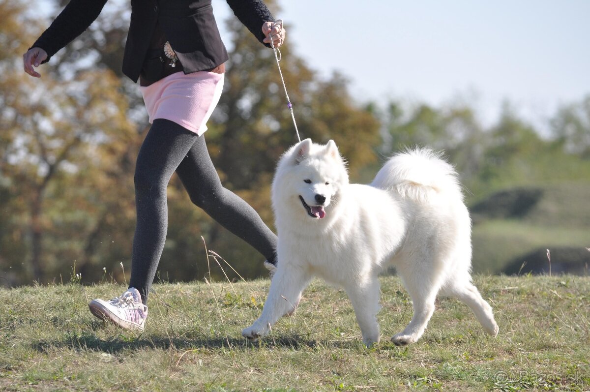 Samojed s PP LA TORRE ROJA - 9