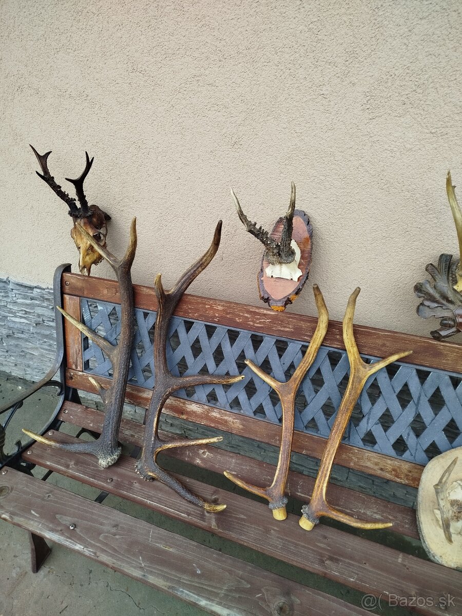 Predam,srncie trofeje - 9