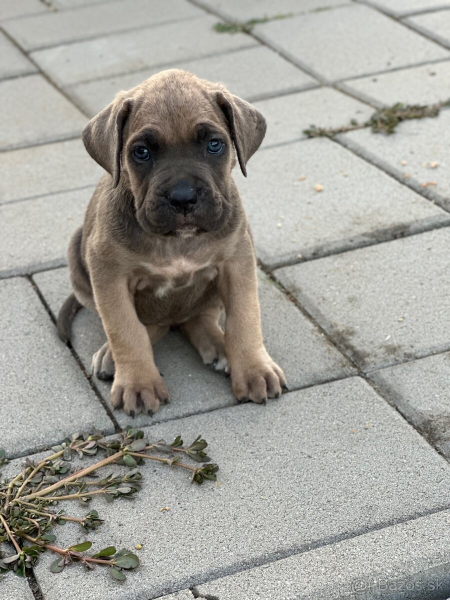 Cane corso Šteniatka - 9