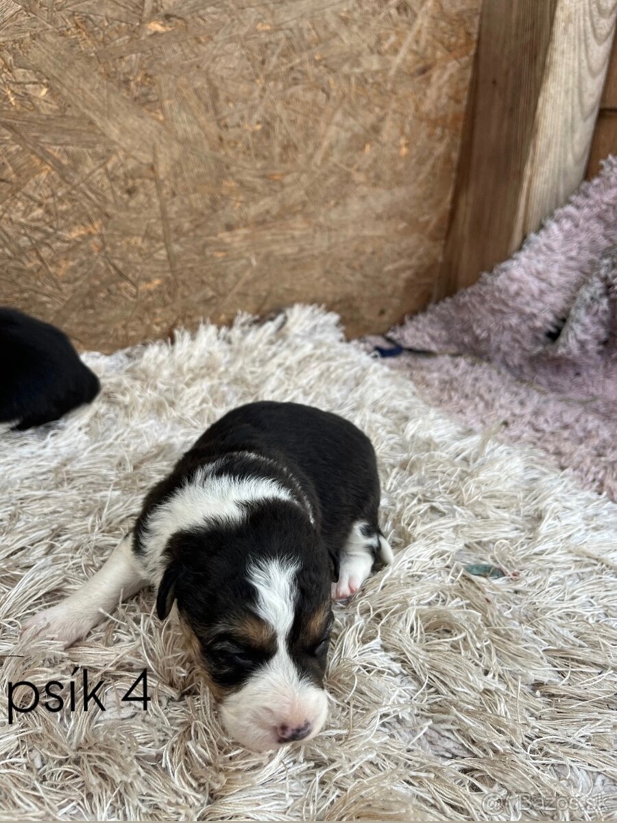 Predám šteniatka border kólie - 9