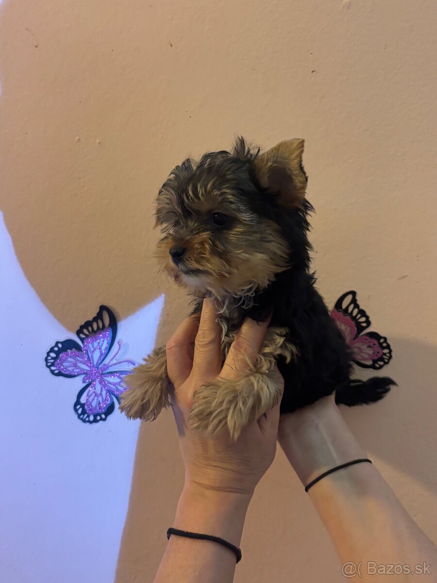 Yorkshirsky terier, yorkshirsky terier mini, biewer - 9