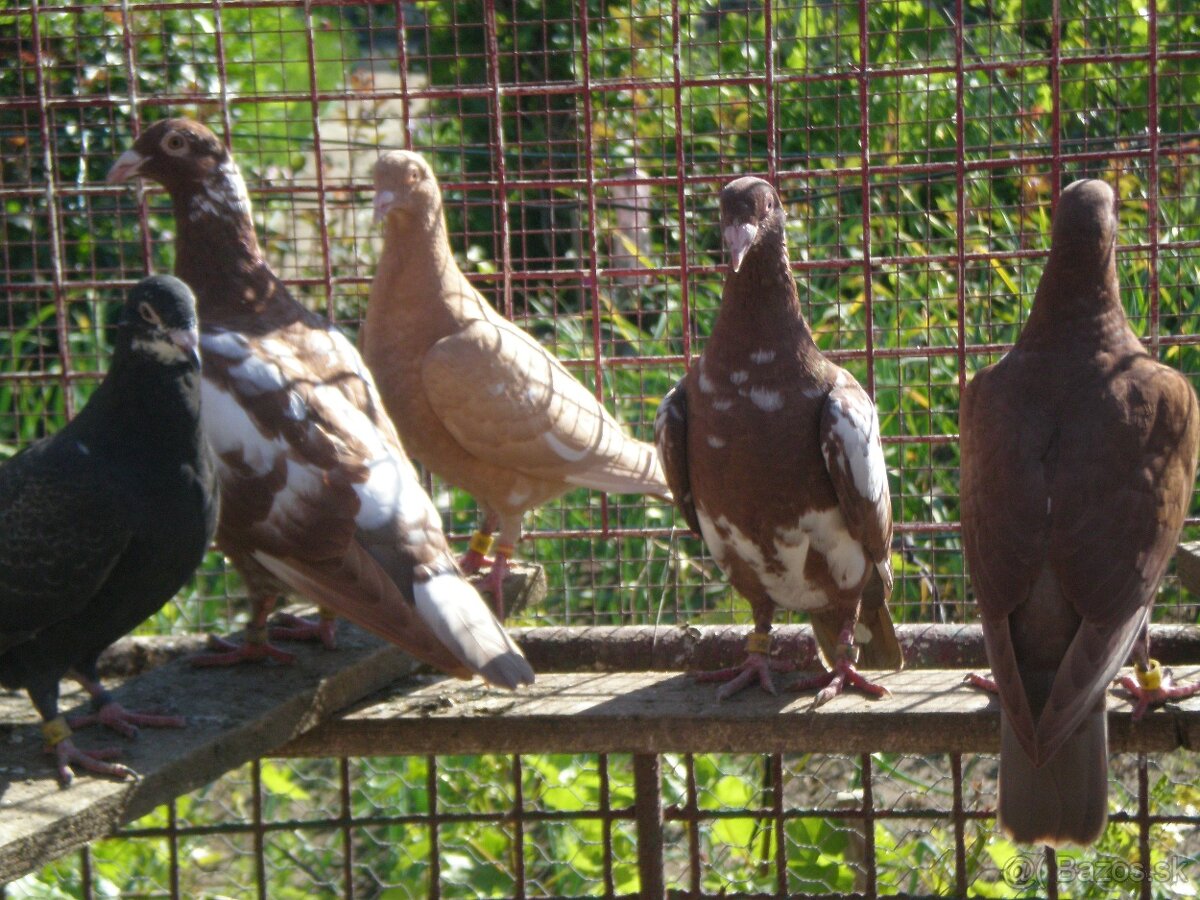 Predám poštové holuby - 9